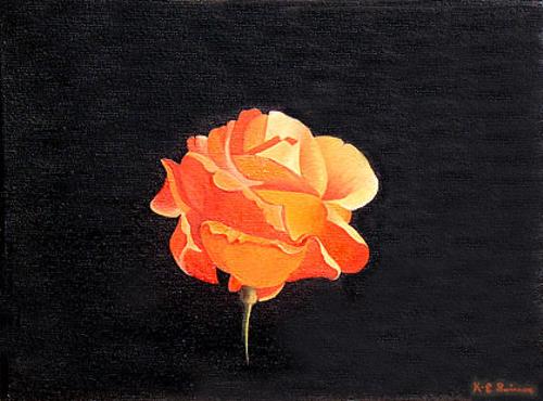 The last rose of 2003 (orange)