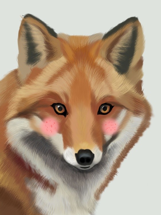 Tilki 