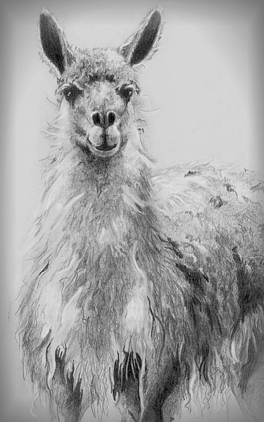 ...zah llama