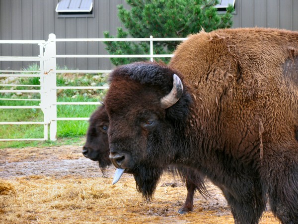 Buffalo