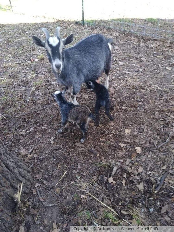 Little mom a with her twins actually triplets but one is shy.  Week old.