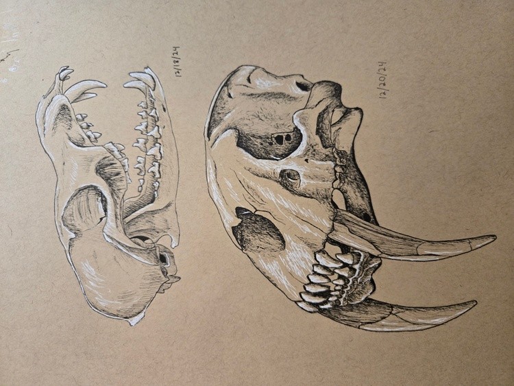 Skull Studies