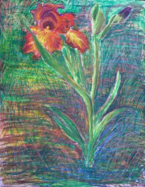 japanese iris