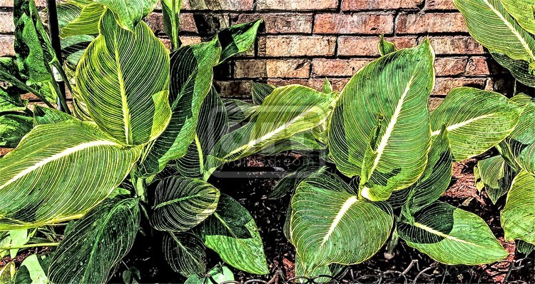 Canna Foliage 