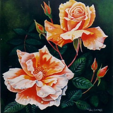 My favourite Rose