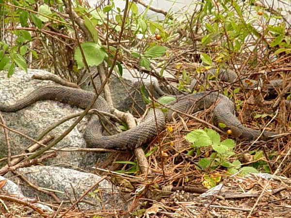 Snakes-not on the plane