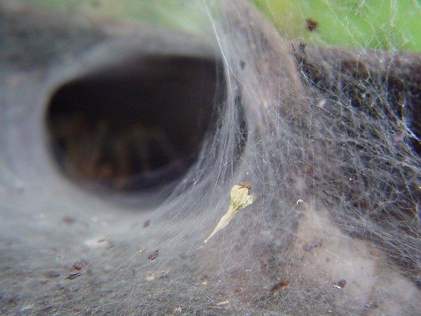 Webbing