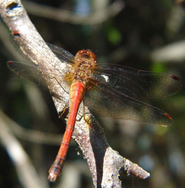 Red Dragon Fly
