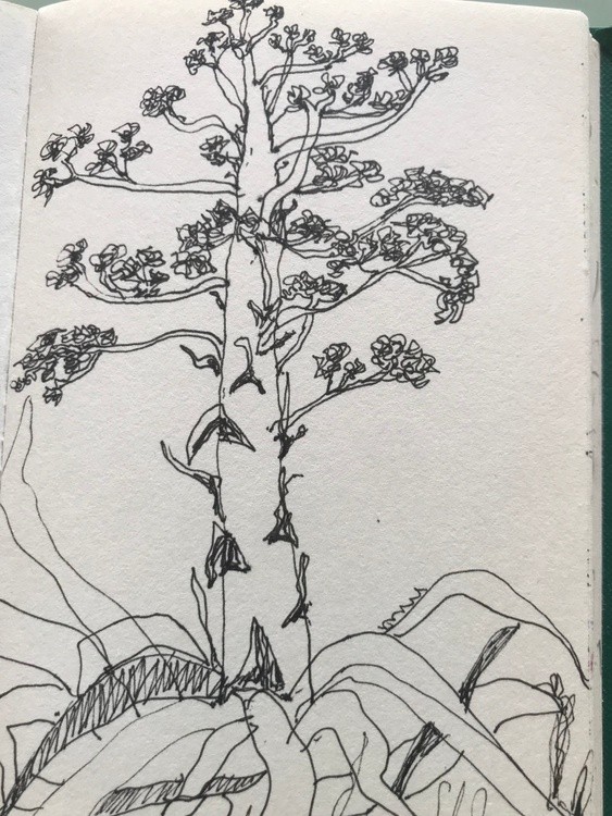 Plant  in Portugal