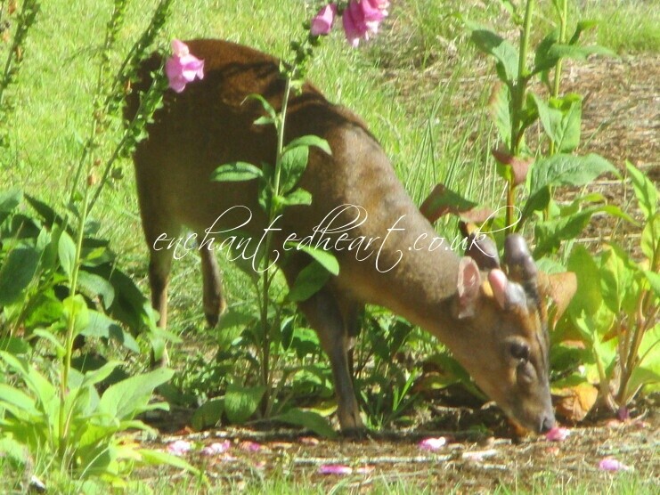 Young Buck Muntjac Deer