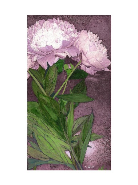 Peonies From My Garden