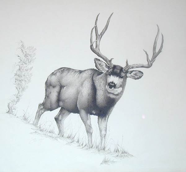 Trophy Mulie