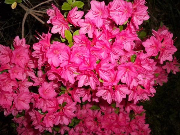 Azaleas