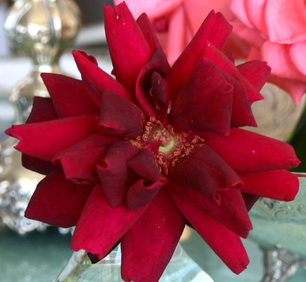 Shoshana's Rose