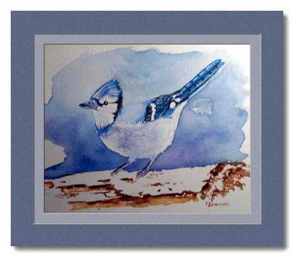 winter jay