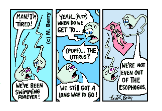 The Swim