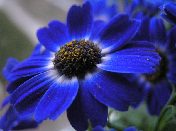 Blu~