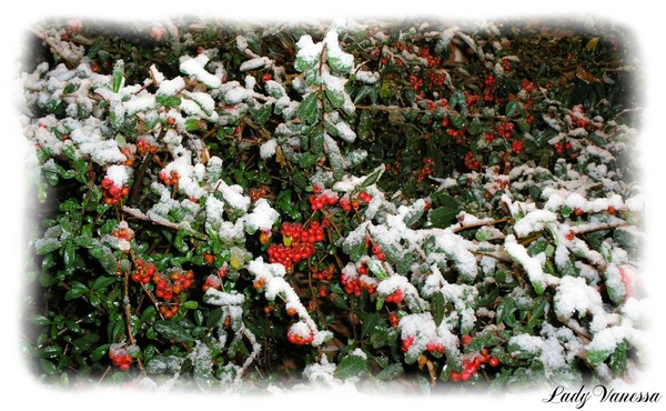 Snow Berry Frost