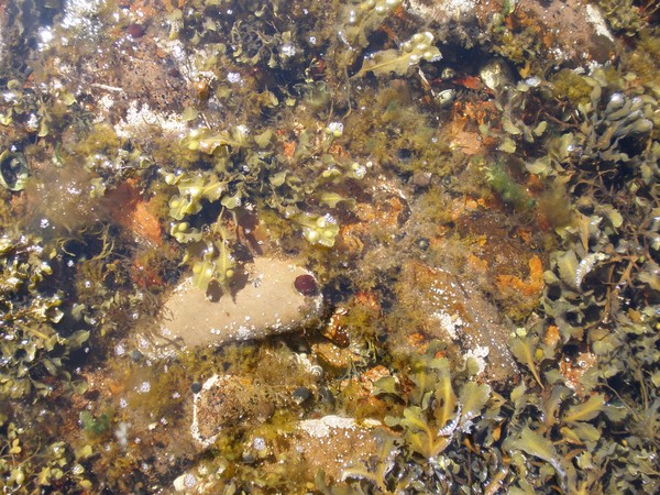 The Sea in Scotland