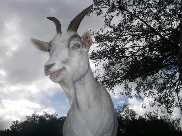 goat