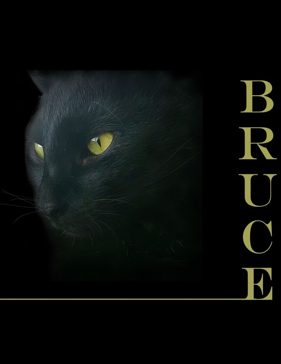 the black panter