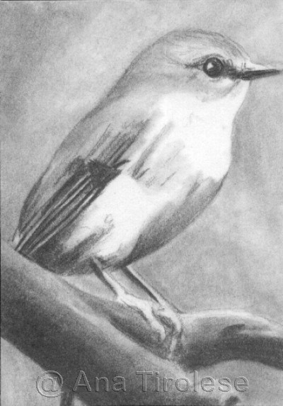 Shiney Eye (Bird) - ACEO