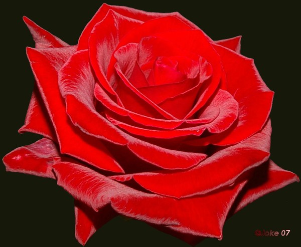 The rose of love