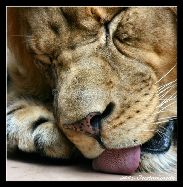 The King Sleeps