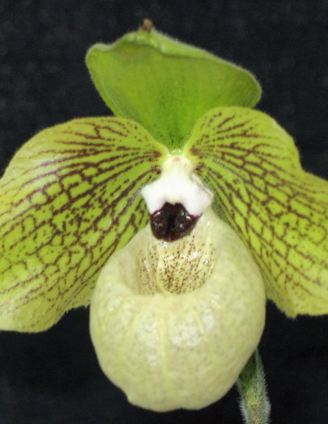 Green Orchid