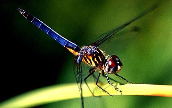 DRAGONFLY