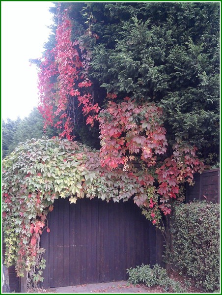 Autumn leaves
