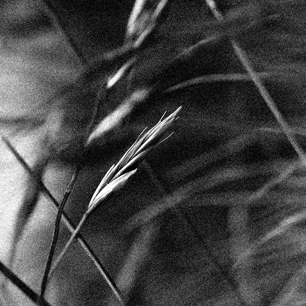 Grass