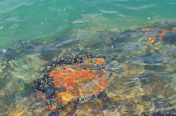 the palette of the ocean