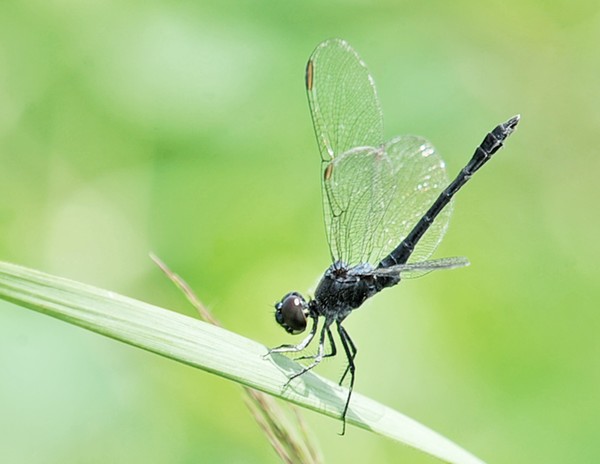 Dragonfly Handstand