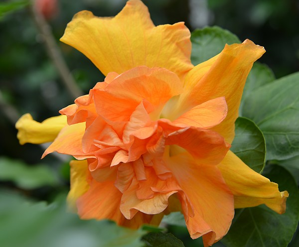 Hibiscus