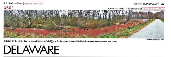 206th News Journal Panorama-Red Scum on Water