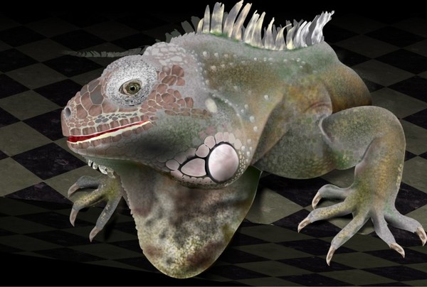 Iguana