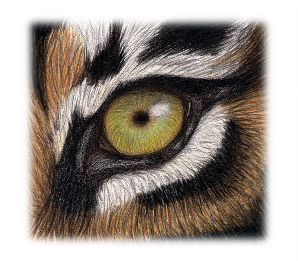 Tiger Eye