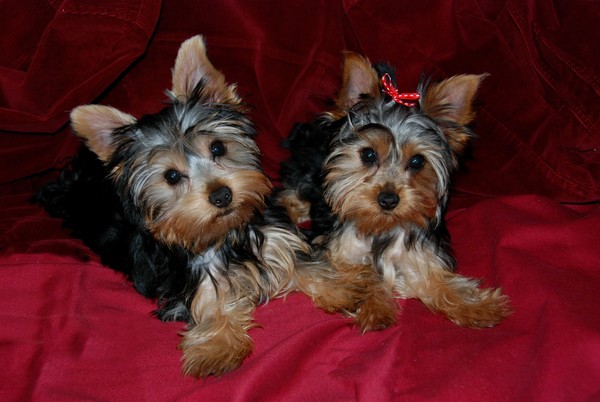 Oliver  & Scarlet