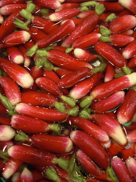 Little Radishes in Water