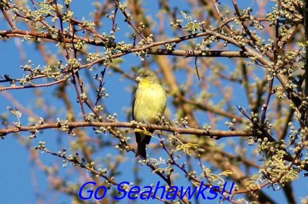 A little bird told me.....