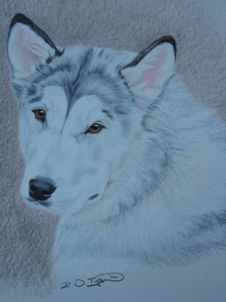Dazzle, Alaskan Malamute #2