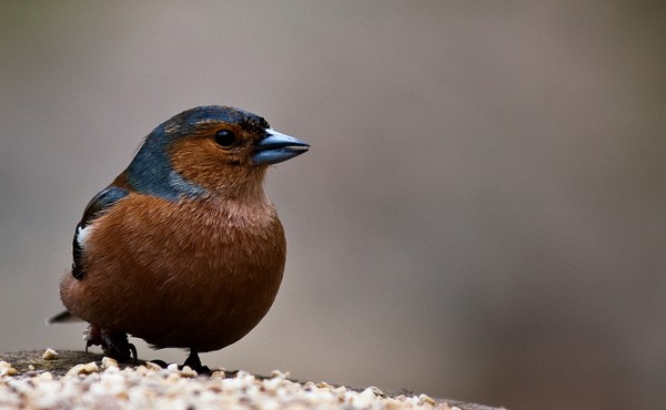 Chaffinch