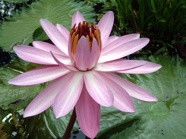 Waterlilly