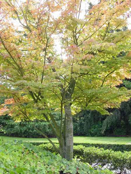 Japanese Maple Hinting at Fall