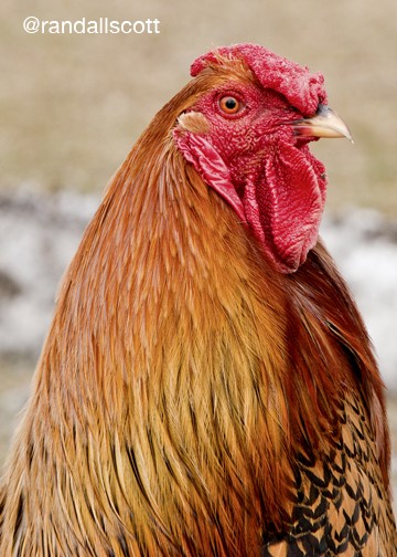 FEELING A LITTLE COCKY...