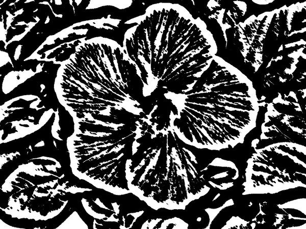 hibiscus