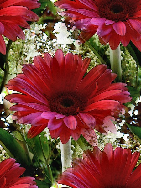 Last Gerberas Of The Season (Two)