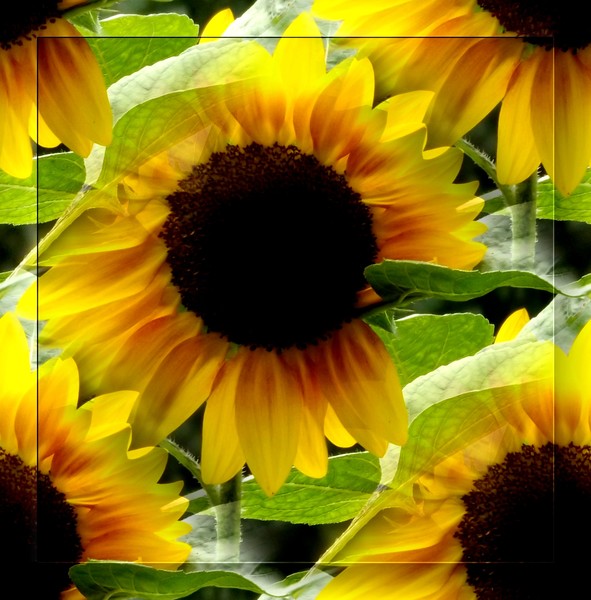 Sun Flowers At The Lake (Two)