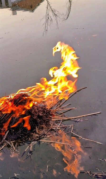 Phoenix
